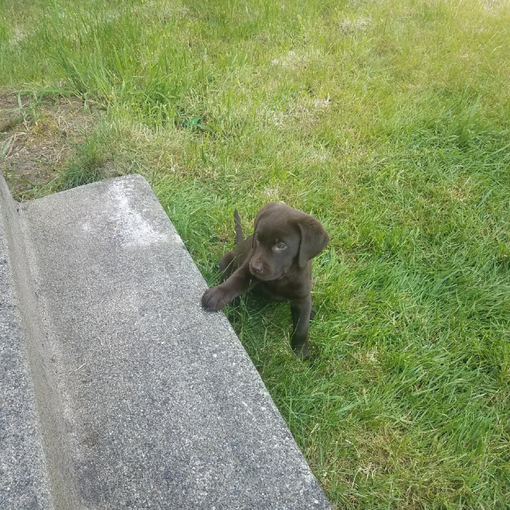 Meet your Posher, Devon